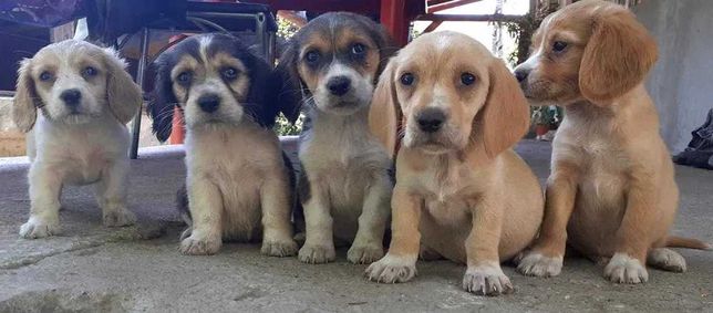 Câțelușe de rasă beagle