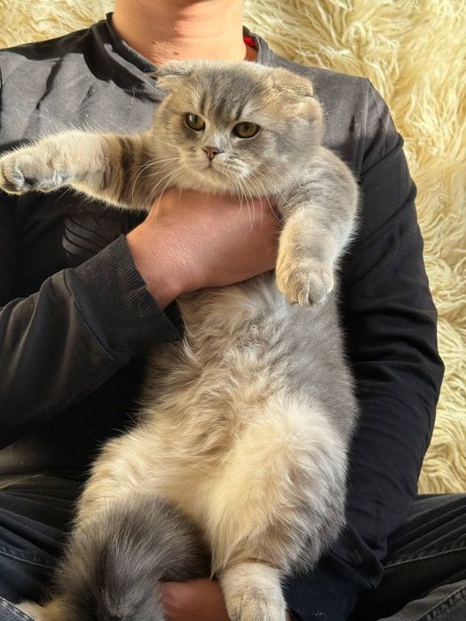 Срочно Продаётся Шотландских молодой парень