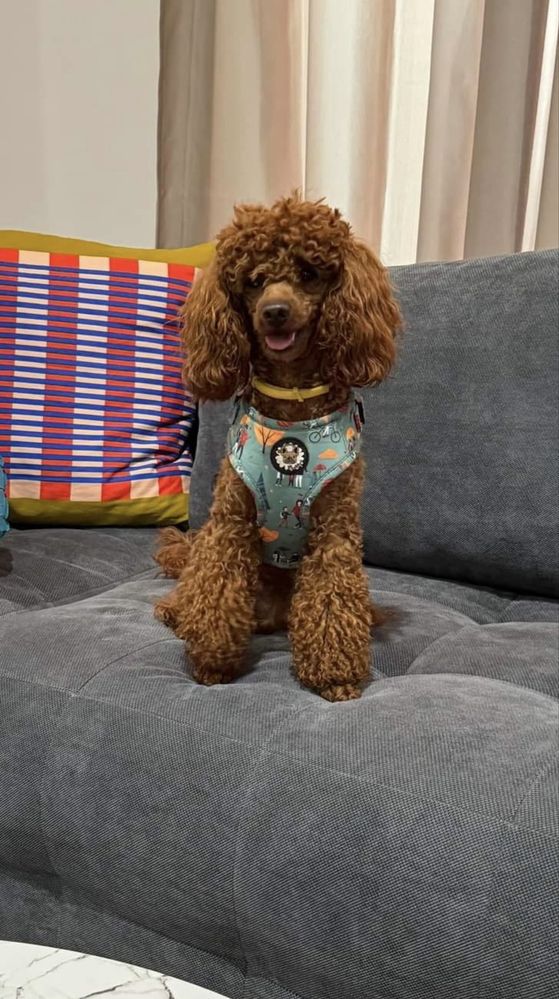 Кокапу-cockapoo !