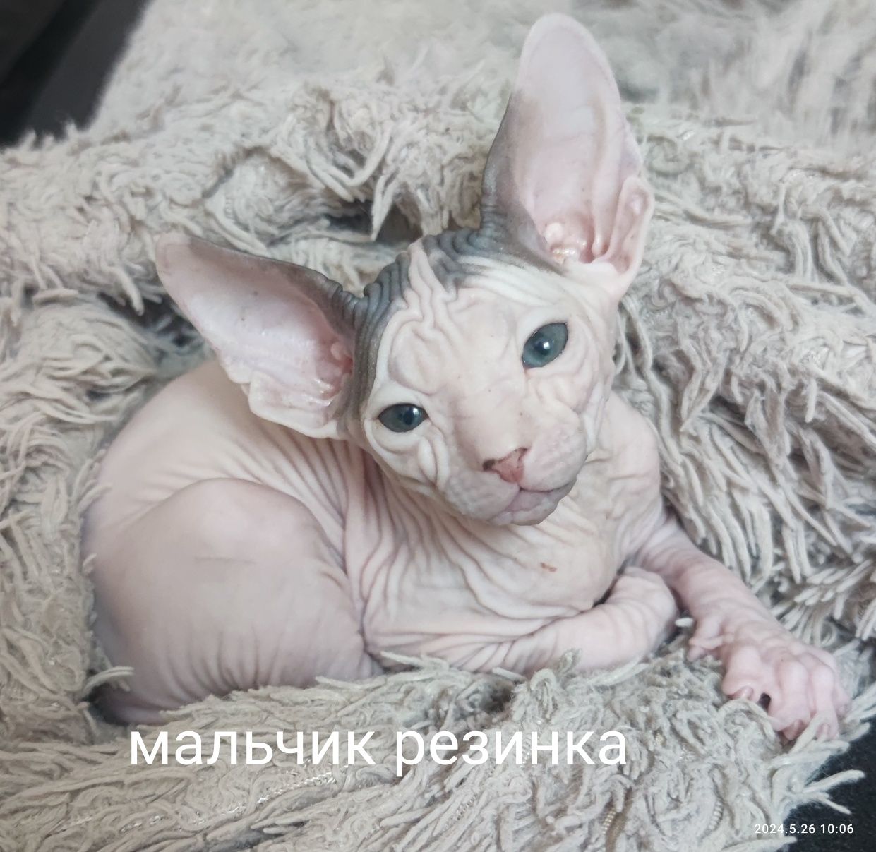 Котята донской сфинкс