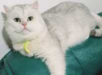 British shorthair silver