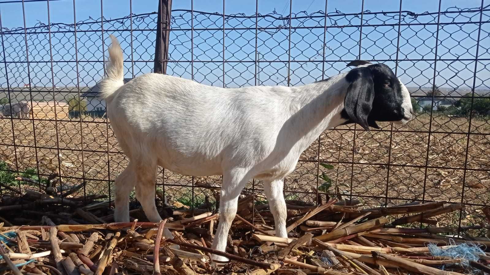 Capra Anglo-Nubiană și Țapi Anglo-Nubian, Boer, Saanen