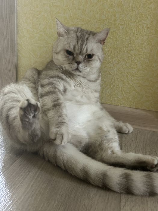 Василий ищет дом срочно