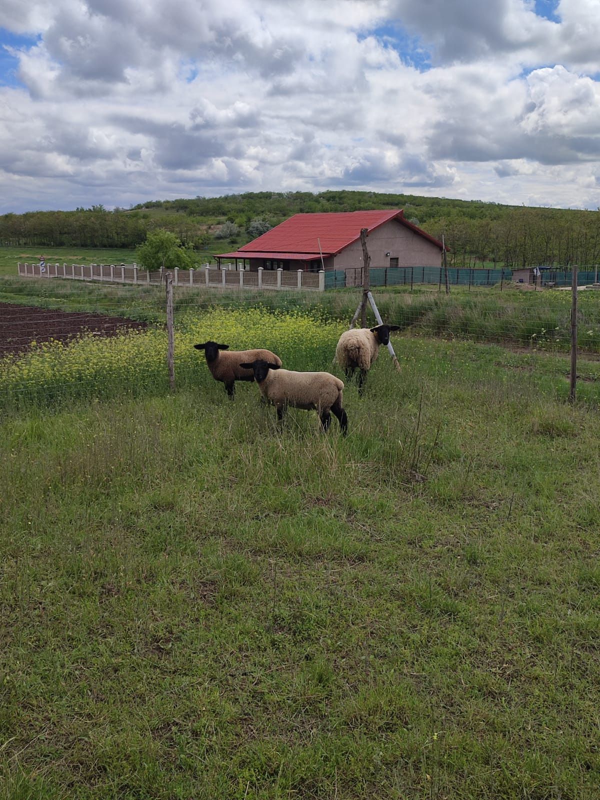 Berbecuti suffolk, oi si miei merinos