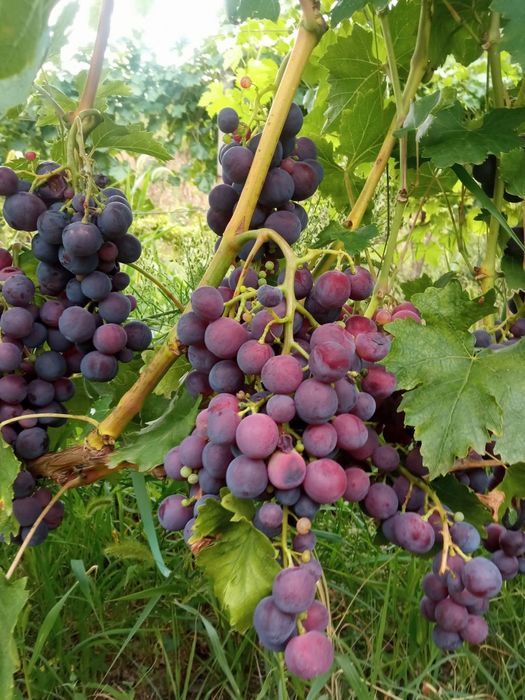 Butasi de vită de vie de anul 2 și de 3