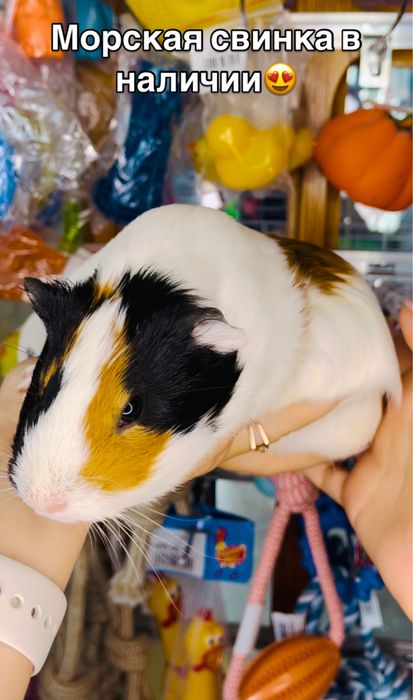 Морские свинки в ЗООмагазине «Живая природа»