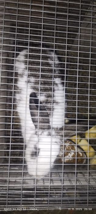 Продам кроликов!!!