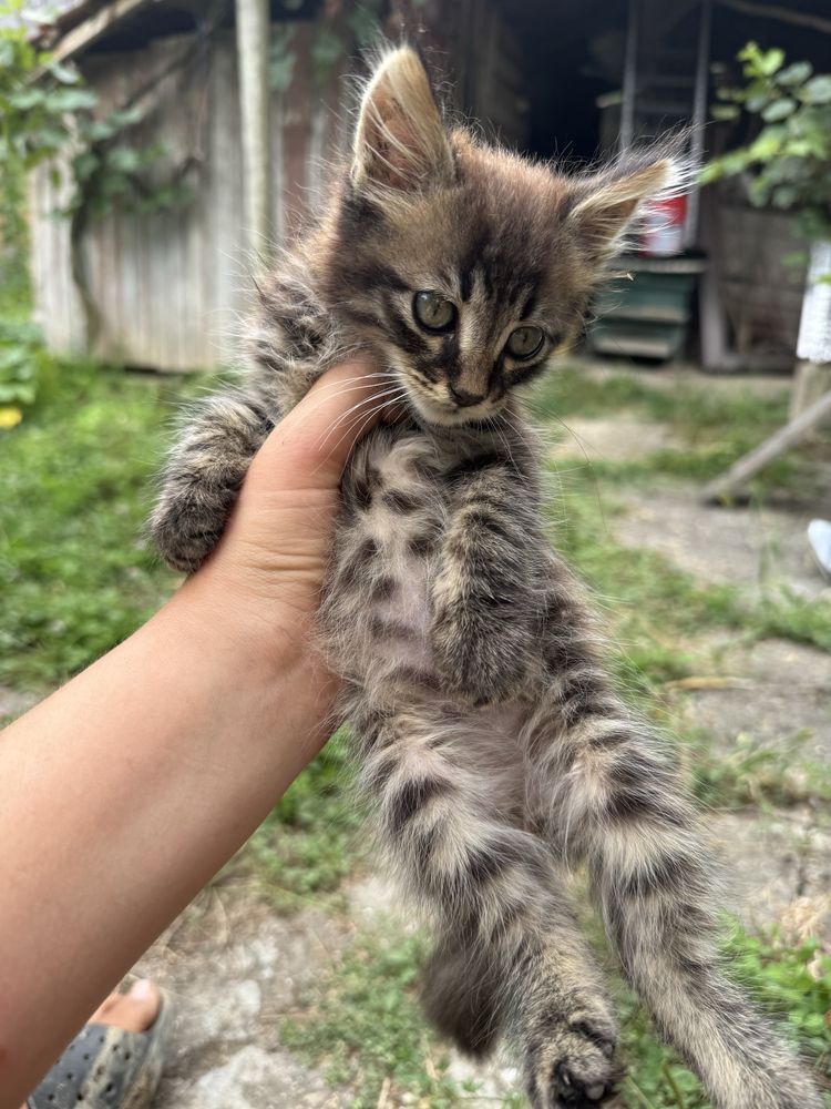 Коте (мъжка котка,на 2 месца) си търси дом