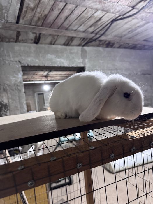 Karlik quyon hatot blan baran