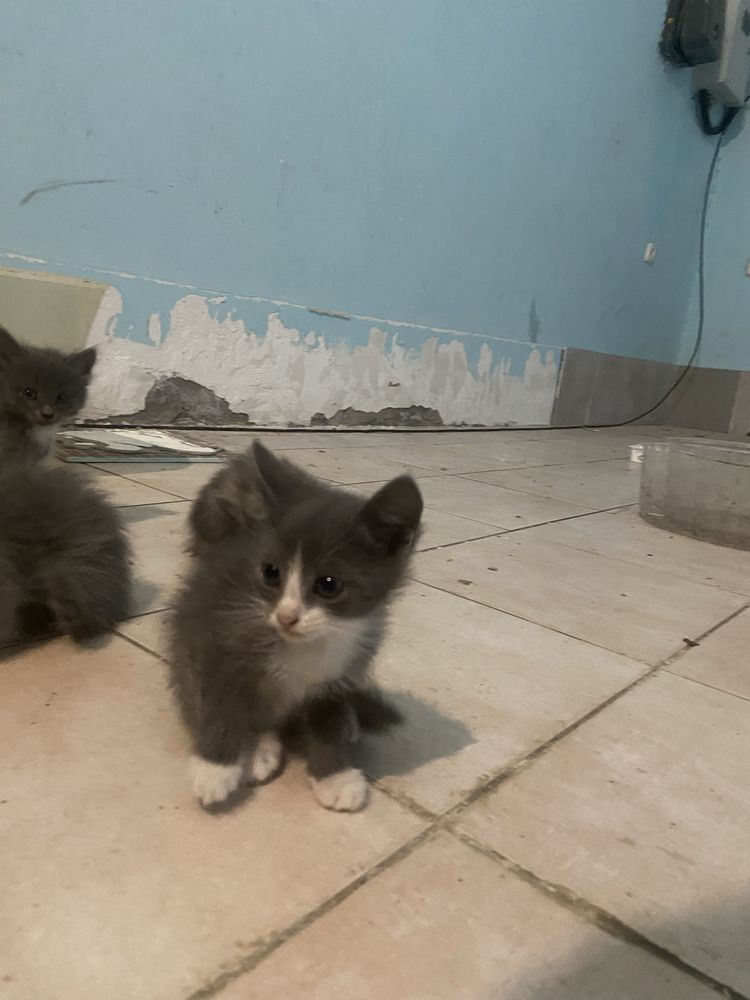 Отдам котят бесплатно