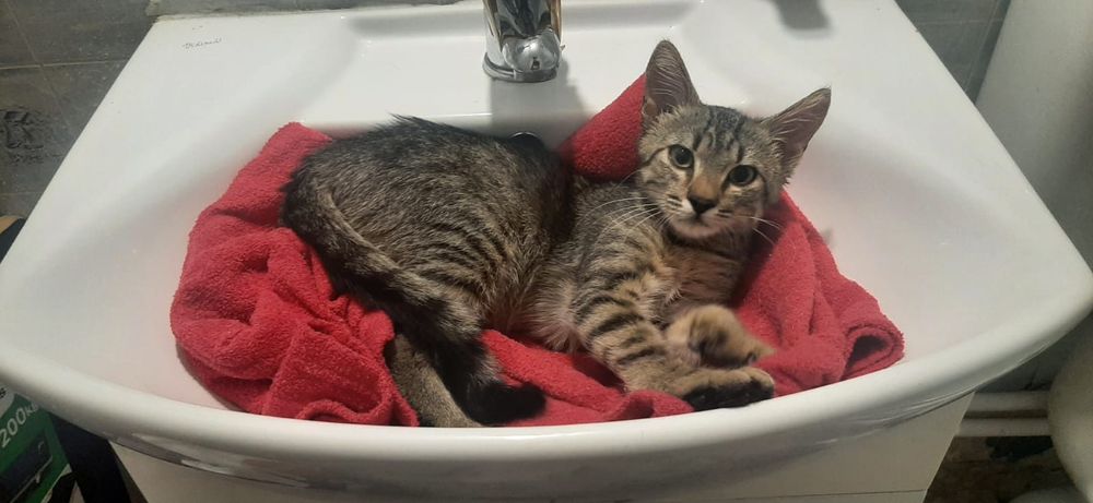 Pisi isi cauta familie