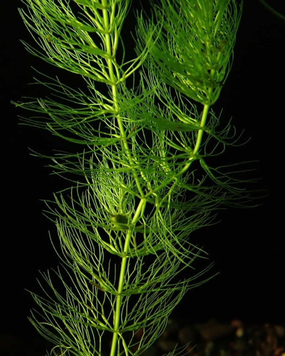 Растение для аквариума Роголистник