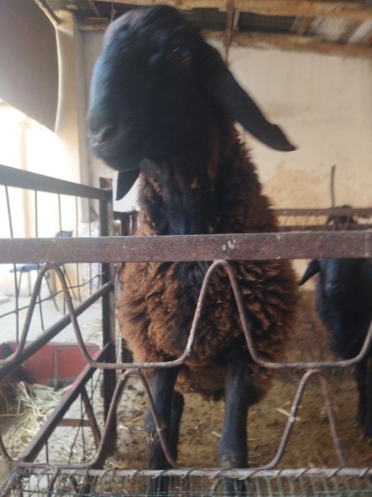 Бокишга вохани кучкори сотилади.