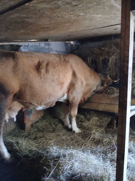 Vând vaca bună de lapte