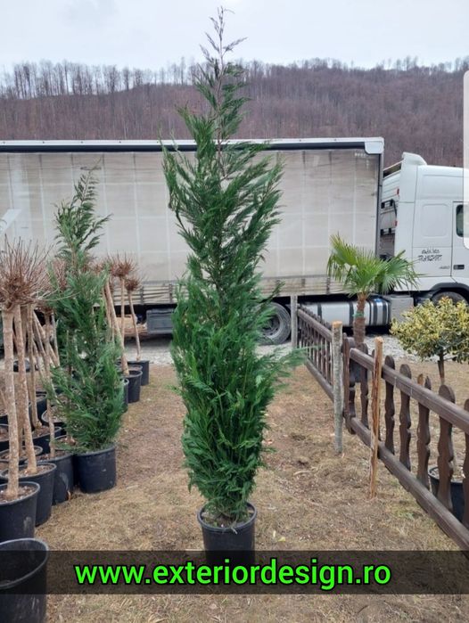 Leylandii gard viu, prețuri avantajoase % Plante ornamentale brazi
