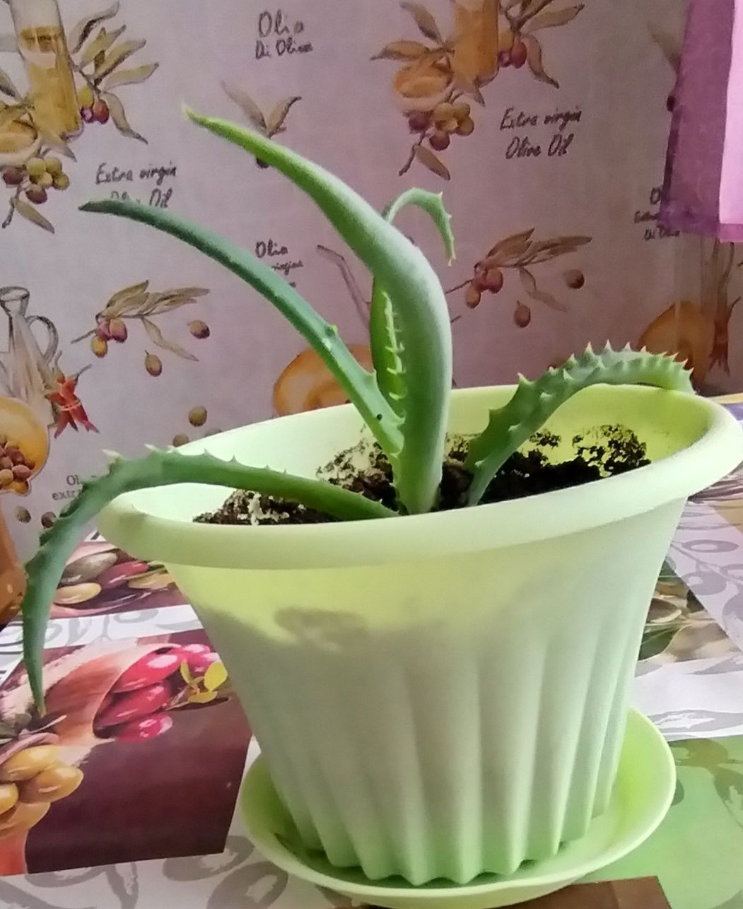 Продам цветы скуленты и алоэ