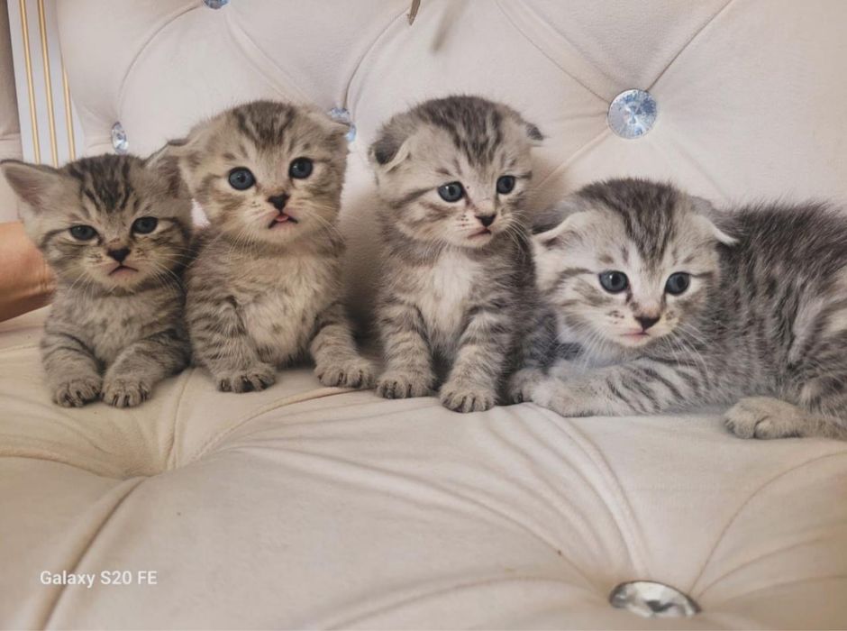 Продается шотландские вислоухие котята. Одна из них прямоухая.