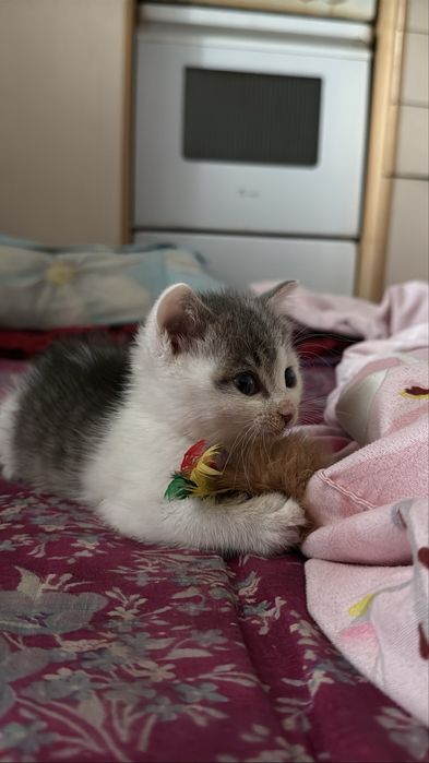Отдам котенка 1 месецная мальчик бесплатно