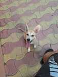 Adoptie catelusa pui foarte frumusica si jucausa