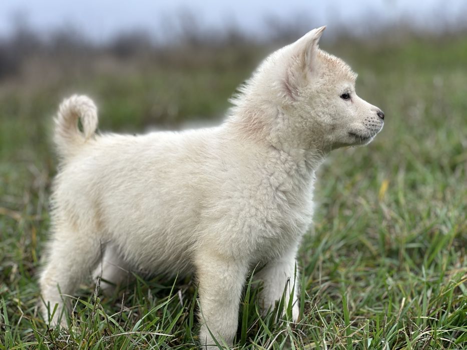 Mascul husky siberian!