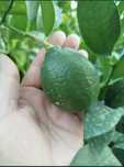 Limon sotiladi kuk