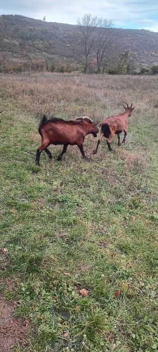 Vând capre alpine franceze