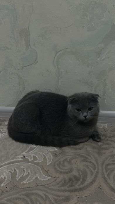 Шотландский вислоухий (Scottish Fold)