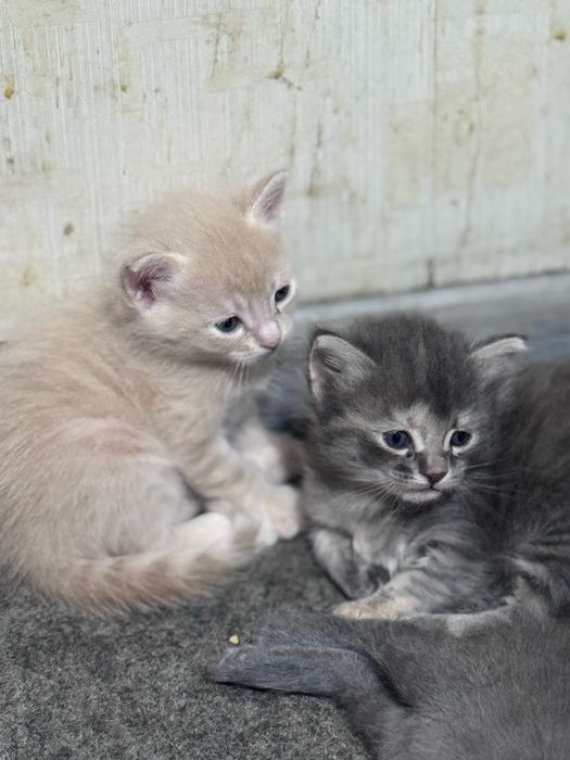 Mushukchalar beriladi