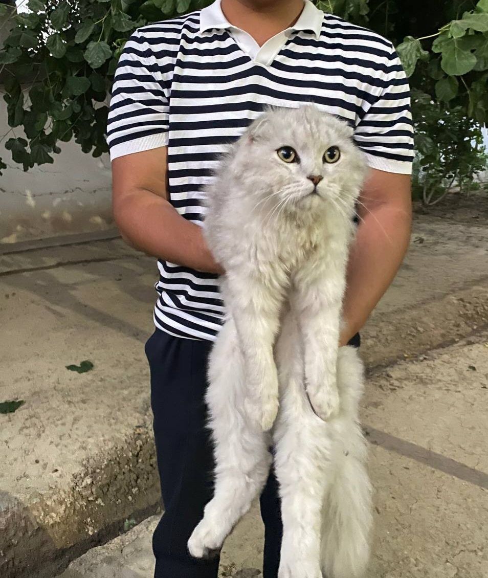Mushuk scotish fold