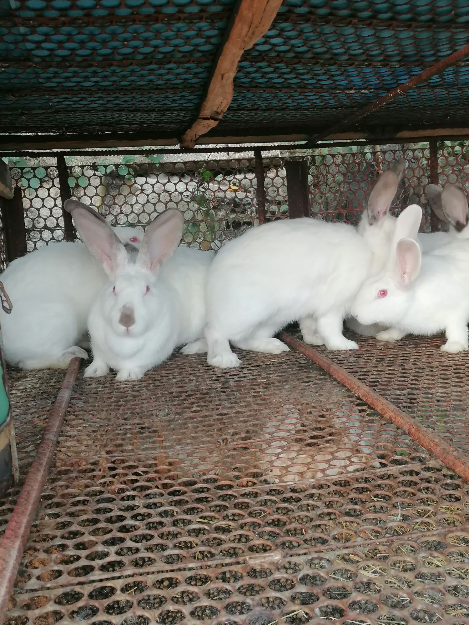 Зайци на различна възраст