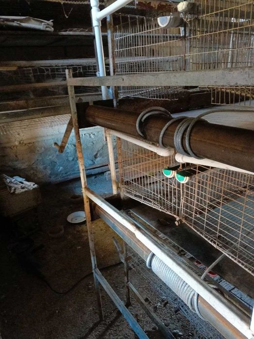 Loman sendi tovuqlar sotiladi