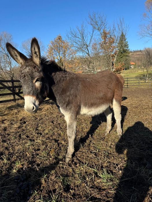 Vând magar de 1an 6 luni