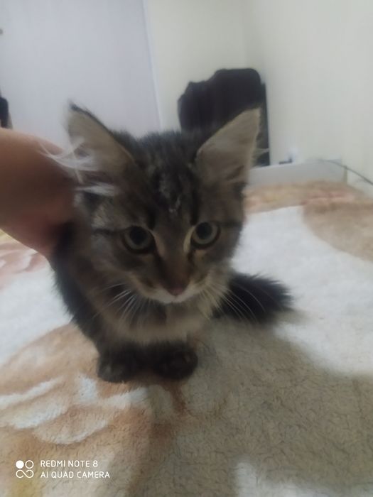 Продаю кошку за 1000