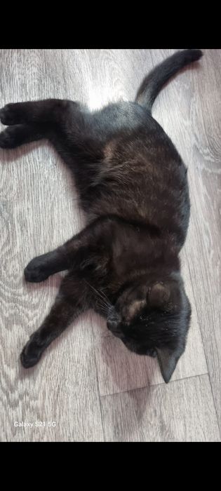 Отдам котенка в хорошие руки