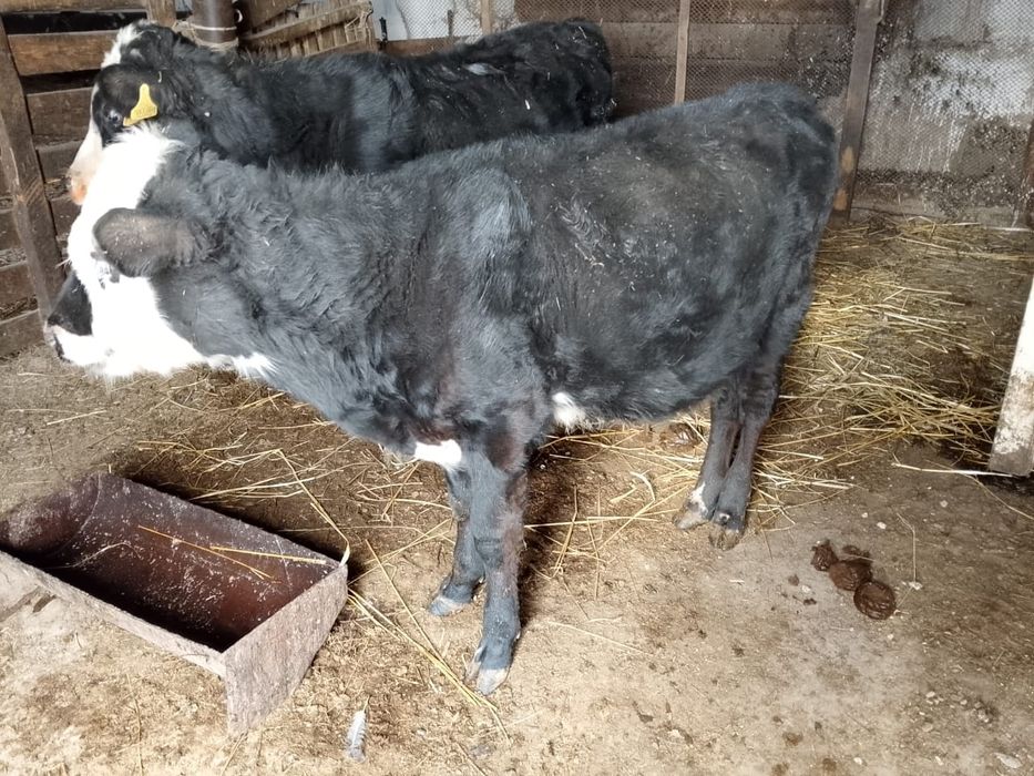 Бузаулар сатылады