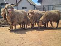 Berbeci merinos de palas