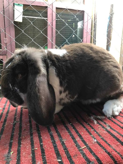 Mascul berbec german!