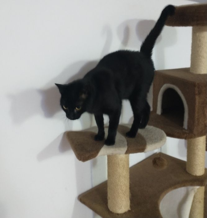 Îngrijire( cazare) pisicuțe și animăluțe de talie mică