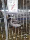 Oua rouen albastru