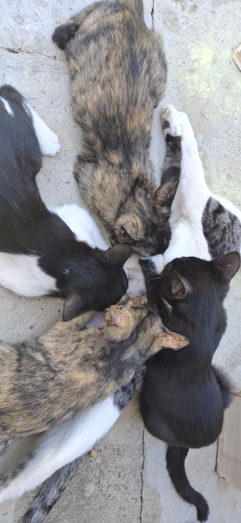 Отдам в добрые руки!!!Котята 4 месяца