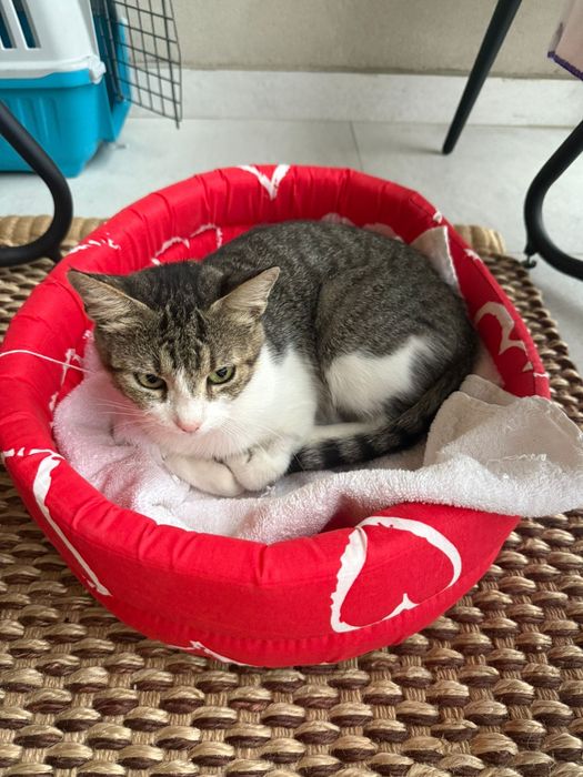 Mitzi isi cauta casa