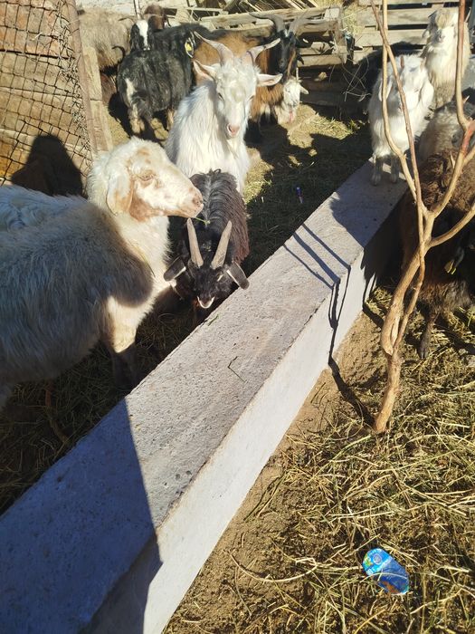 Тушалар ешкілер лақтар