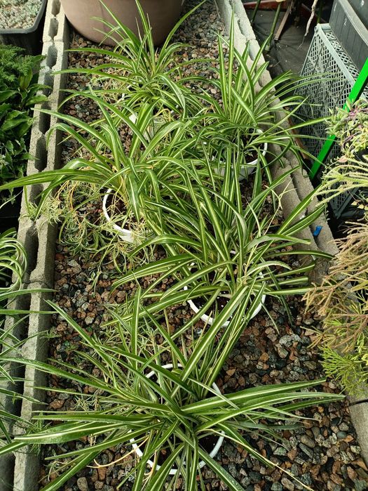 Композиции из разных растений