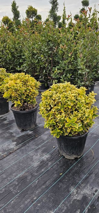 Magnolie glandiflora artar japonez diferite forme din tuia
