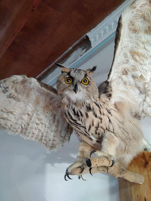 Архар Чучело диких и домашних животных