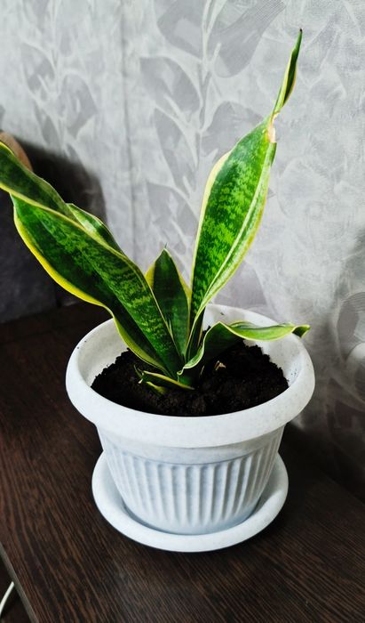 Продам комнатный цветок