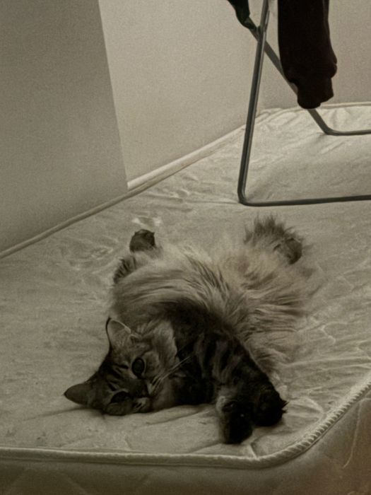 Кошка 2 года стерилизованная