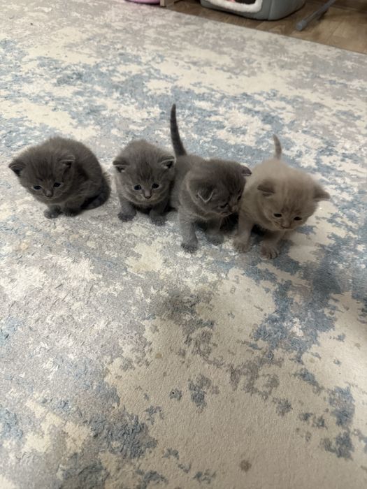Продаються шикарные клубные котята очень красивые ,веслоухие
