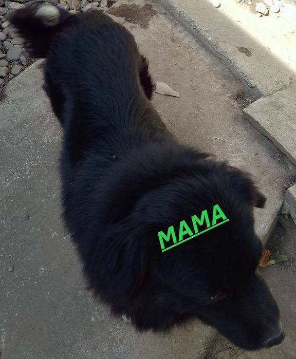 Donez căței talie medie