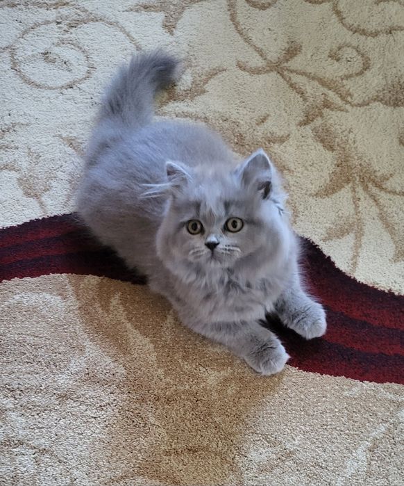 British longhair blue